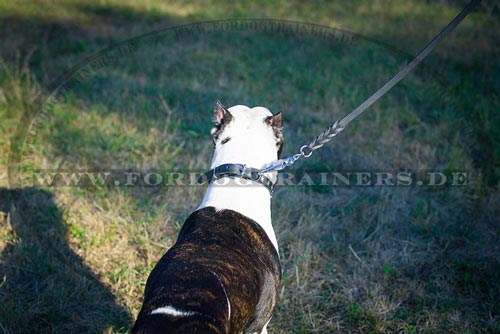 Leder Hundehalsband für Pitbull Terrier